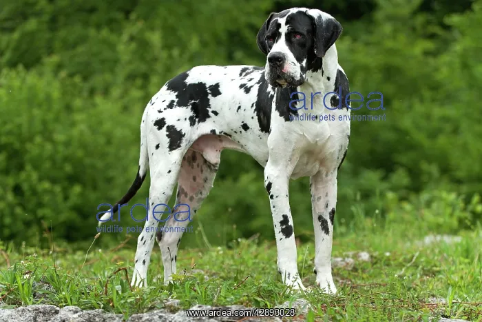 : Great Dane - also known as Deutsche Dogge : Great Dane - also known as Deutsche Dogge