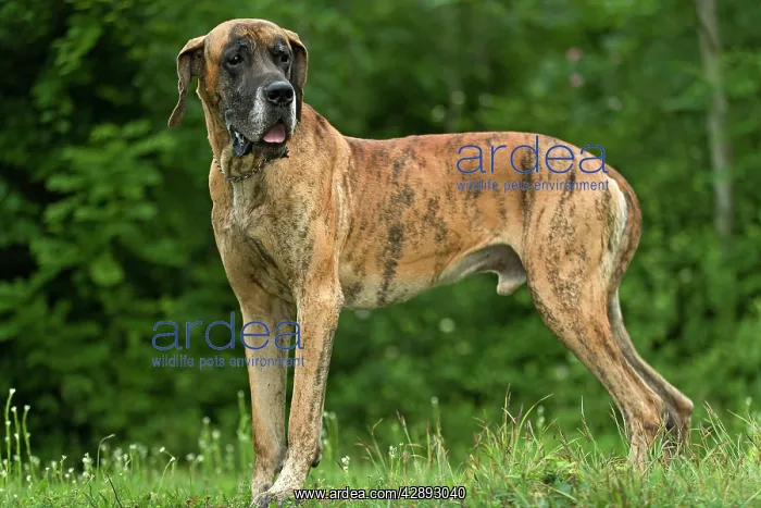  : Great Dane - also known as Deutsche Dogge