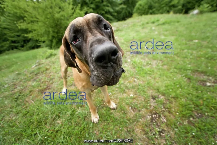  : Great Dane - also known as Deutsche Dogge