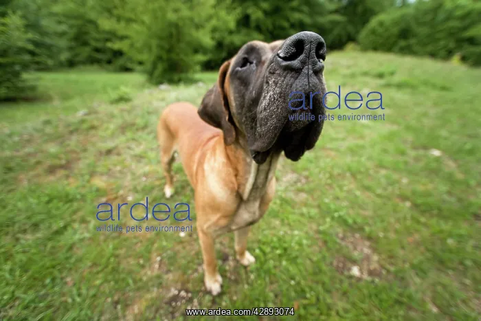  : Great Dane - also known as Deutsche Dogge