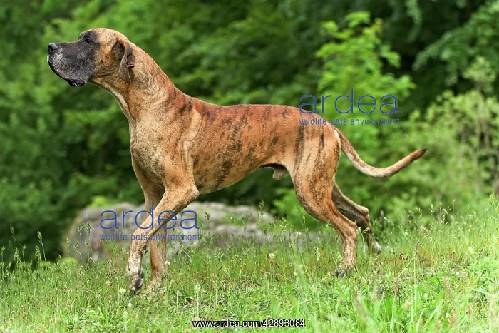  : Great Dane - also known as Deutsche Dogge