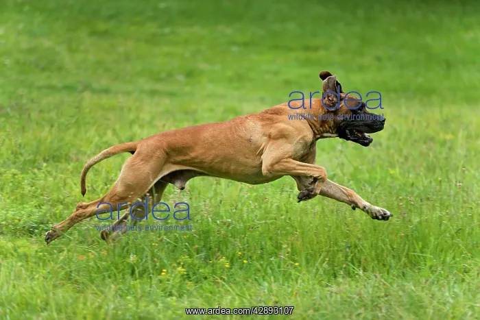  : Great Dane - also known as Deutsche Dogge