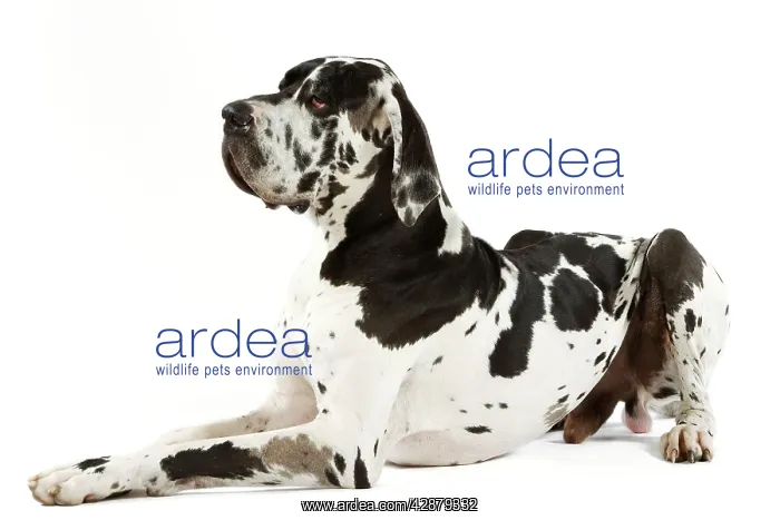  : Great Dane. Also known as German Mastiff  /  Deutsche