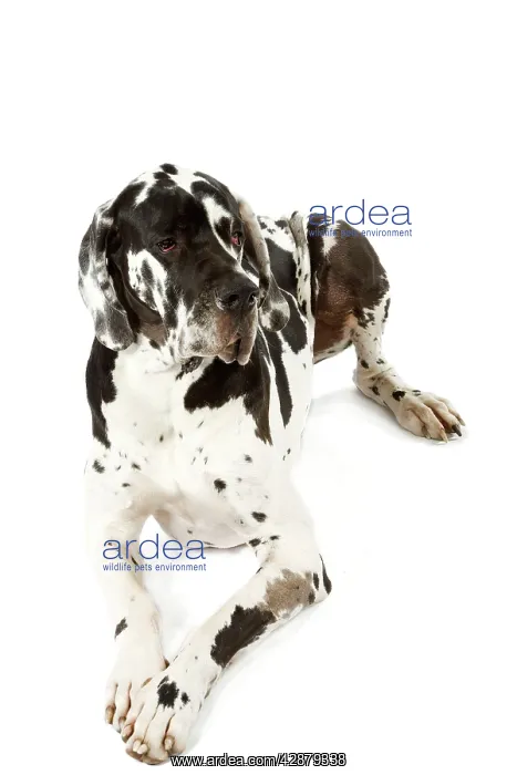 : Great Dane. Also known as German Mastiff / Deutsche : Great Dane. Also known as German Mastiff / Deutsche