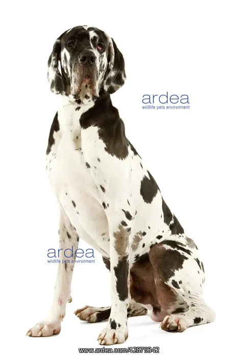 : Great Dane. Also known as German Mastiff / Deutsche : Great Dane. Also known as German Mastiff / Deutsche