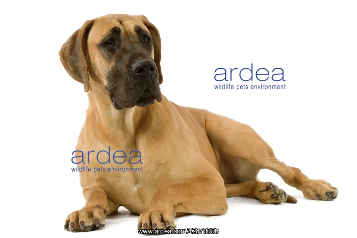 : Great Dane. Also known as German Mastiff / Dogue : Great Dane. Also known as German Mastiff / Dogue