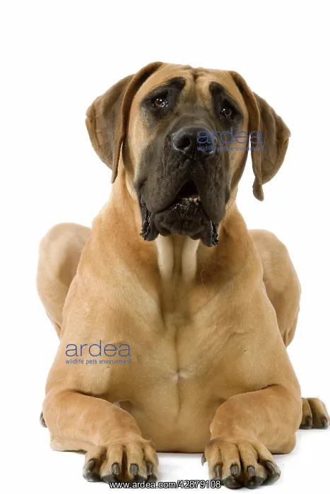 : Great Dane. Also known as German Mastiff / Dogue : Great Dane. Also known as German Mastiff / Dogue