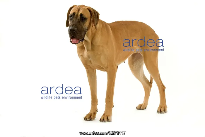 : Great Dane. Also known as German Mastiff / Dogue : Great Dane. Also known as German Mastiff / Dogue