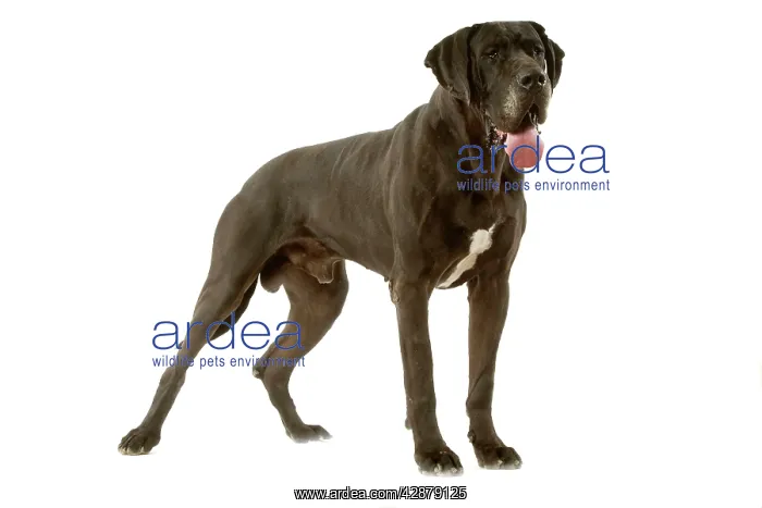 : Great Dane. Also known as German Mastiff / Dogue : Great Dane. Also known as German Mastiff / Dogue