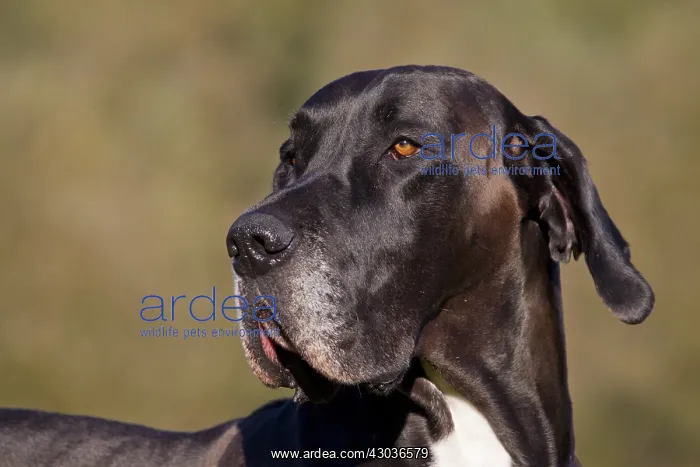 : Great Dane - portrait - Germany : Great Dane - portrait - Germany