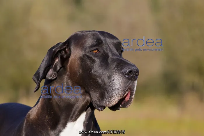 : Great Dane - portrait - Germany : Great Dane - portrait - Germany