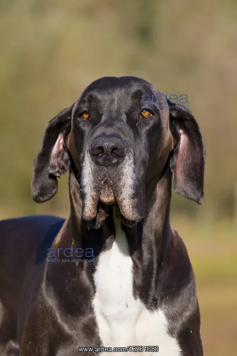 : Great Dane - portrait - Germany : Great Dane - portrait - Germany