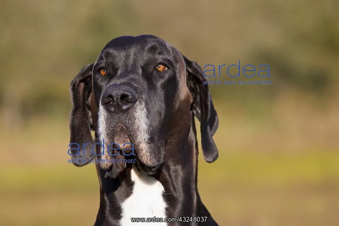 : Great Dane - portrait - Germany : Great Dane - portrait - Germany