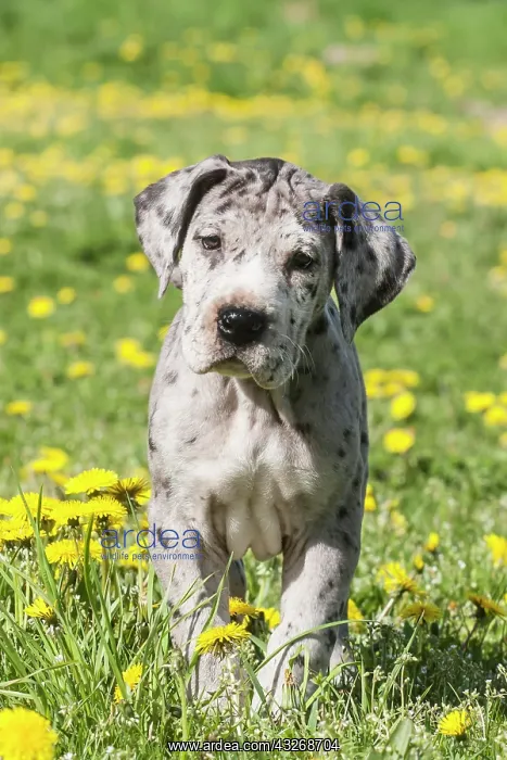 : Great Dane, puppy, spotted : Great Dane, puppy, spotted