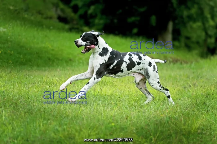 : Great Dane - running : Great Dane - running