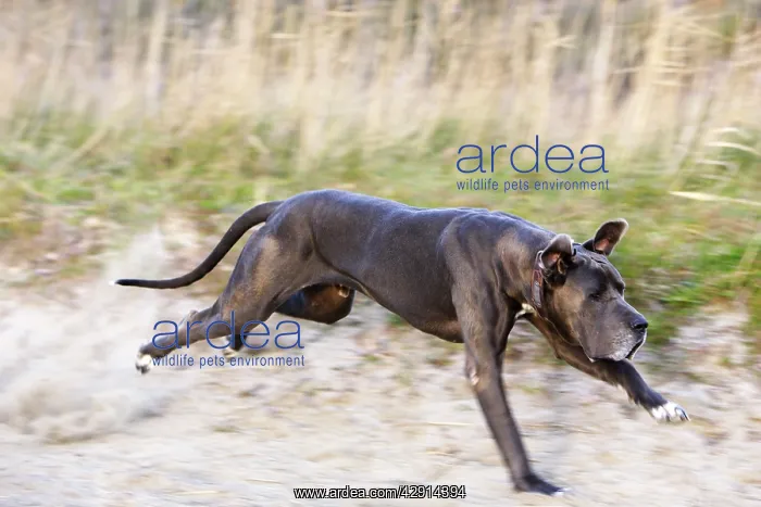 : Great Dane - running : Great Dane - running