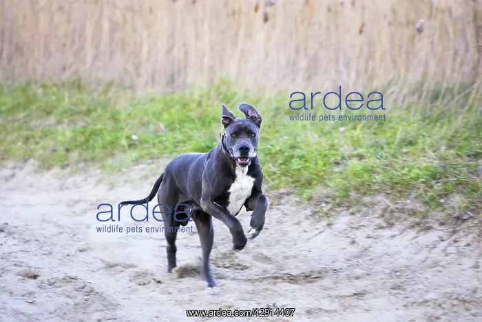 : Great Dane - running : Great Dane - running