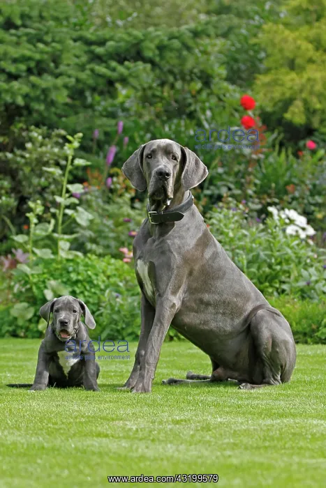 : Great Dane sitting in the garden, two males, 8 weeks : Great Dane sitting in the garden, two males, 8 weeks