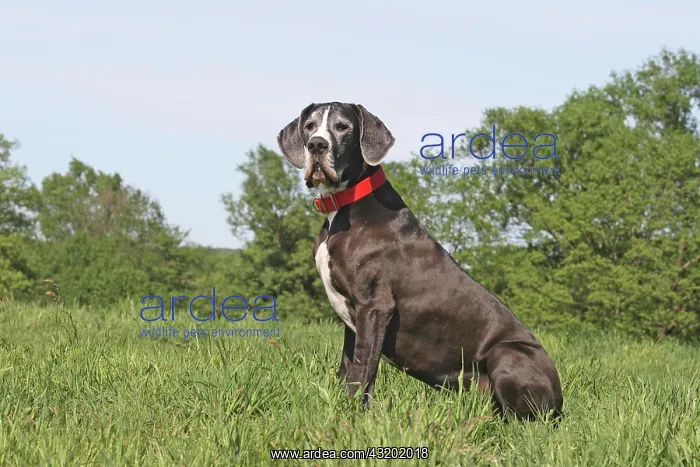 : Great Dane sitting on a meadow Deutsche Dogge : Great Dane sitting on a meadow Deutsche Dogge