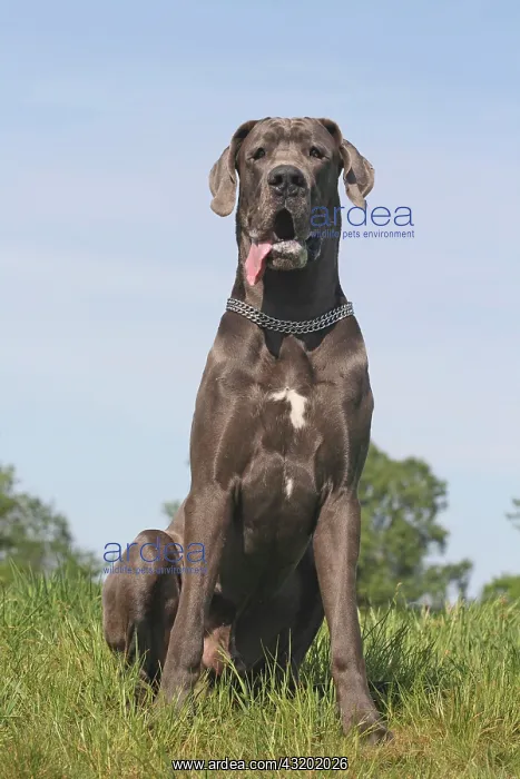 : Great Dane sitting on a meadow Deutsche Dogge : Great Dane sitting on a meadow Deutsche Dogge