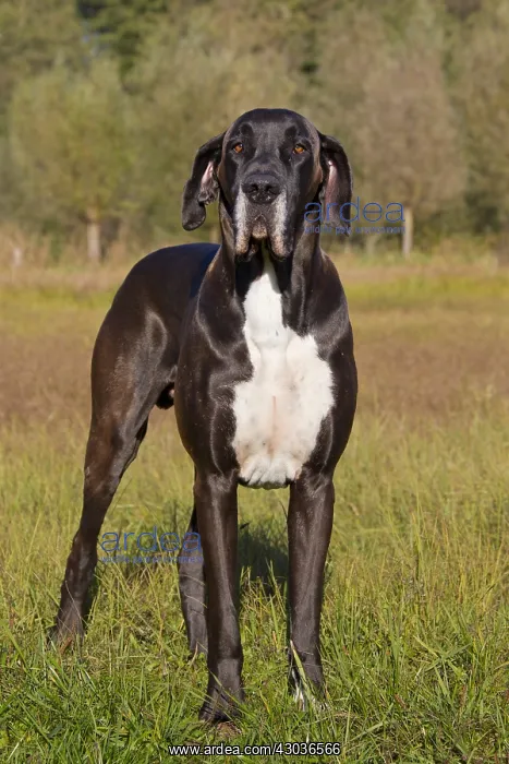 : Great Dane - standing male - Germany : Great Dane - standing male - Germany