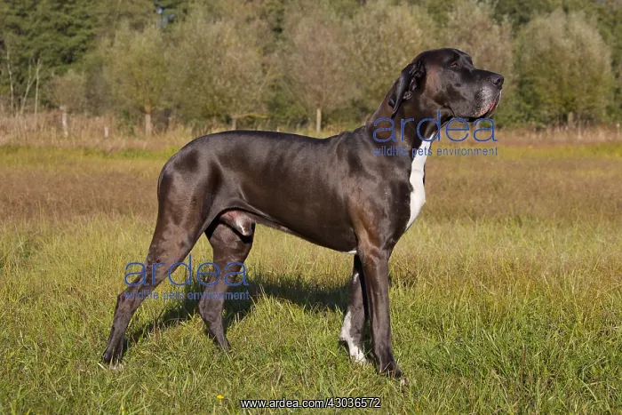  : Great Dane - standing male - Germany