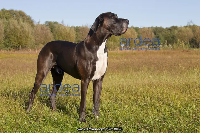 : Great Dane - standing male - Germany : Great Dane - standing male - Germany