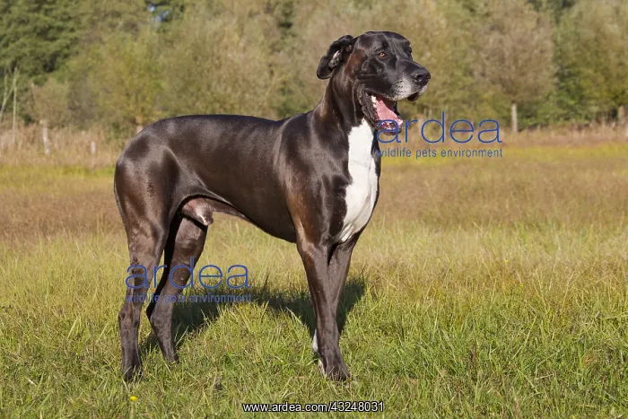 : Great Dane - standing male - Germany : Great Dane - standing male - Germany