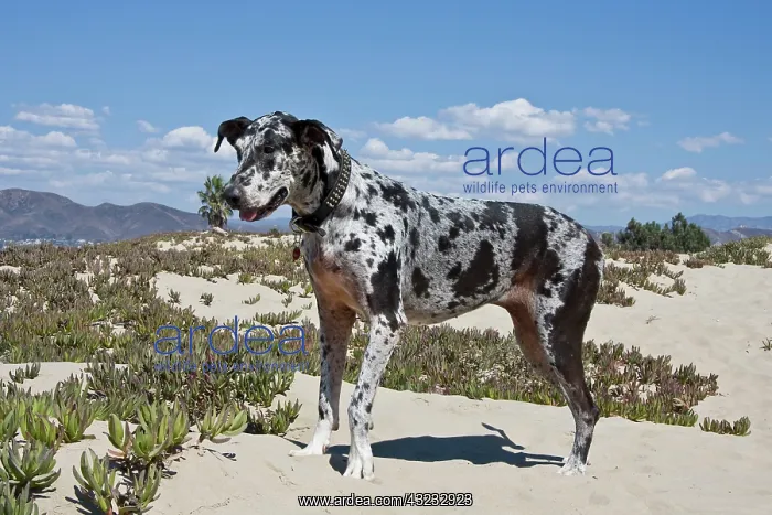 : A Great Dane standing in sand at the Ventura : A Great Dane standing in sand at the Ventura