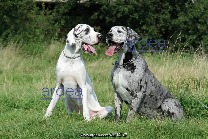  : Two Great Danes sitting next to each other on a