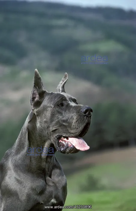 : Great Dare or German Mastiff, Old Standard Breed : Great Dare or German Mastiff, Old Standard Breed