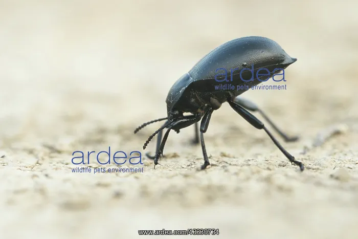 : Great Darkling Beetle : Great Darkling Beetle