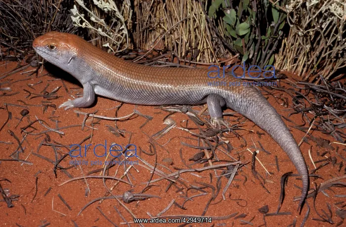 : Great desert-skink : Great desert-skink