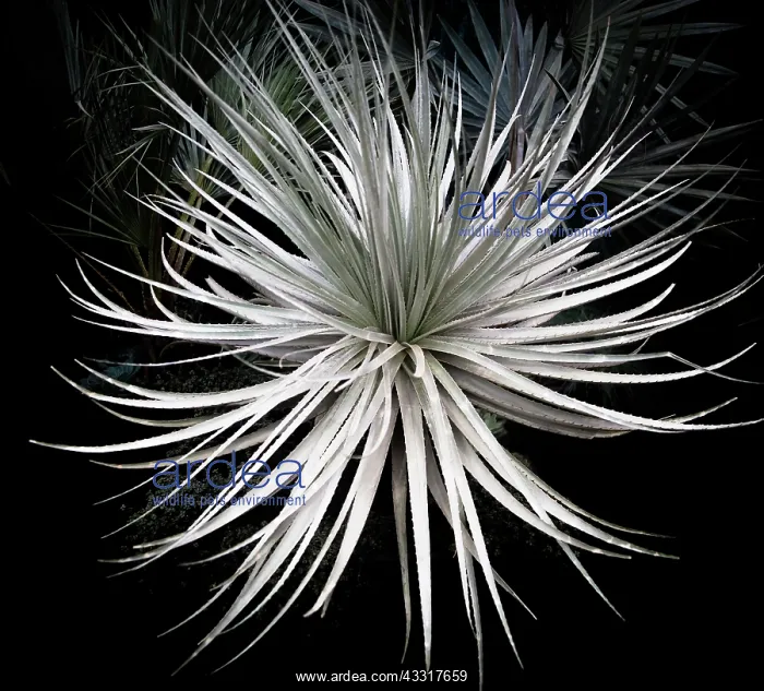  : Great desert spoon, Dasyliron achrotrichum, Dramatic