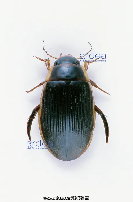 : Great Diving Beetle : Great Diving Beetle
