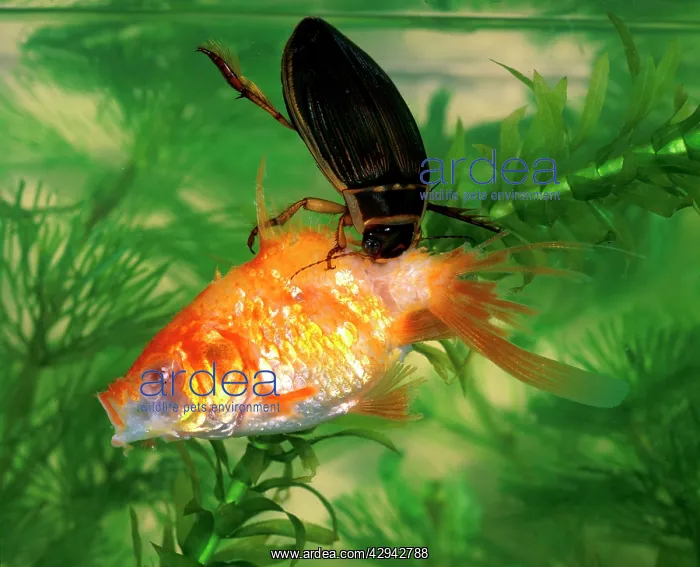 : Great diving beetle adult eating large goldfish : Great diving beetle adult eating large goldfish