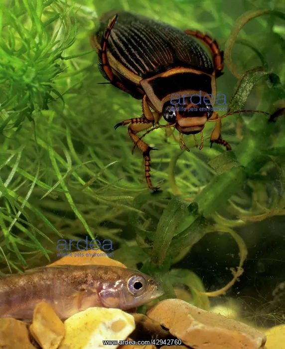 : Great diving beetle female about to catch stickleback : Great diving beetle female about to catch stickleback
