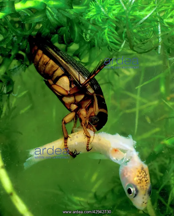 : Great diving beetle female eating golden orfe : Great diving beetle female eating golden orfe