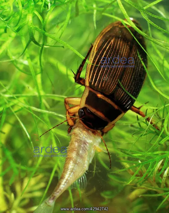 : Great diving beetle female eating stickleback : Great diving beetle female eating stickleback