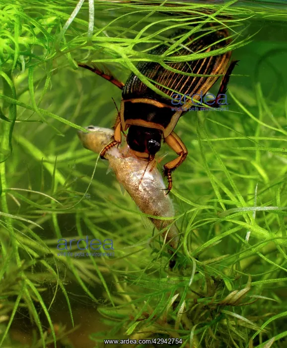 : Great diving beetle female eating stickleback : Great diving beetle female eating stickleback