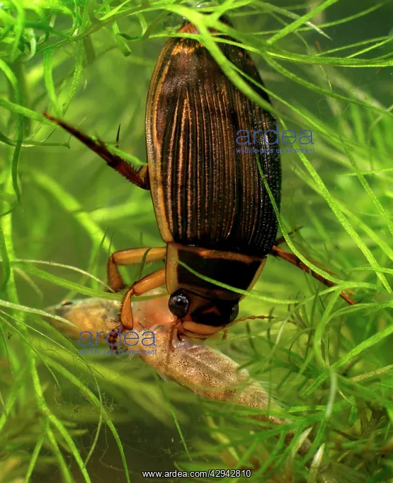 : Great diving beetle female eating stickleback : Great diving beetle female eating stickleback