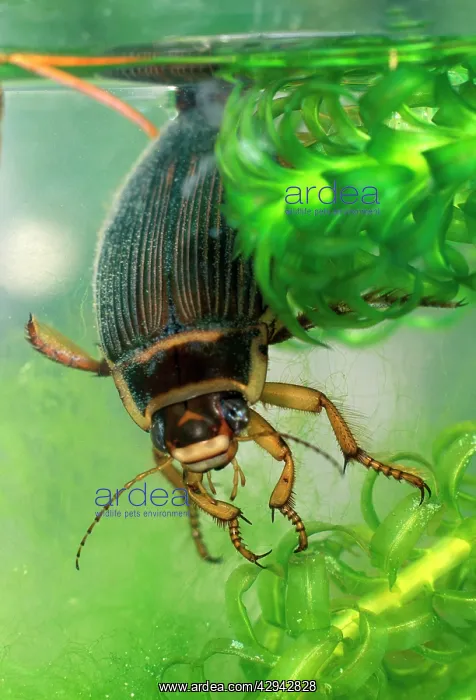 : Great diving beetle female amongst water plants : Great diving beetle female amongst water plants