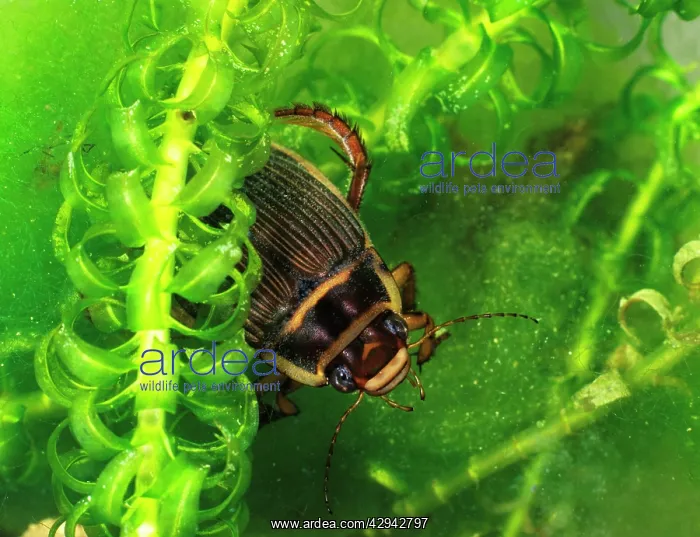 : Great diving beetle female amongst water plants top view : Great diving beetle female amongst water plants top view