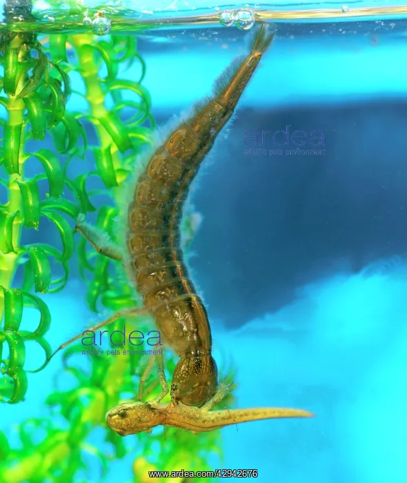 : Great diving beetle larva feeding on juvenile common newt : Great diving beetle larva feeding on juvenile common newt