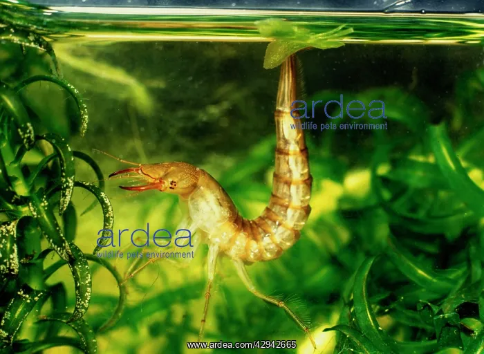 : Great Diving Beetle larva amongst water plants side view : Great Diving Beetle larva amongst water plants side view