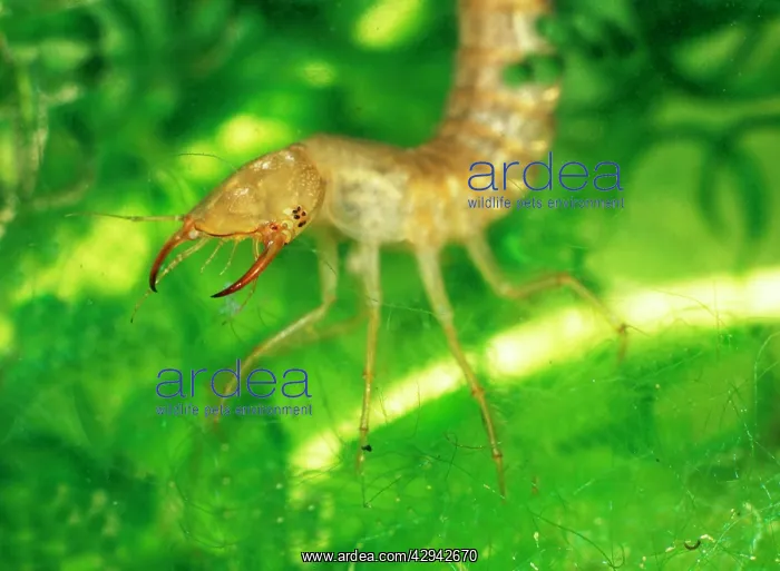  : Great Diving Beetle larva amongst water plants side view