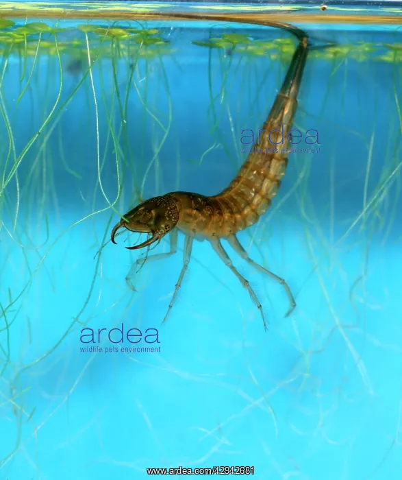 : Great diving beetle larva amongst water weeds in : Great diving beetle larva amongst water weeds in