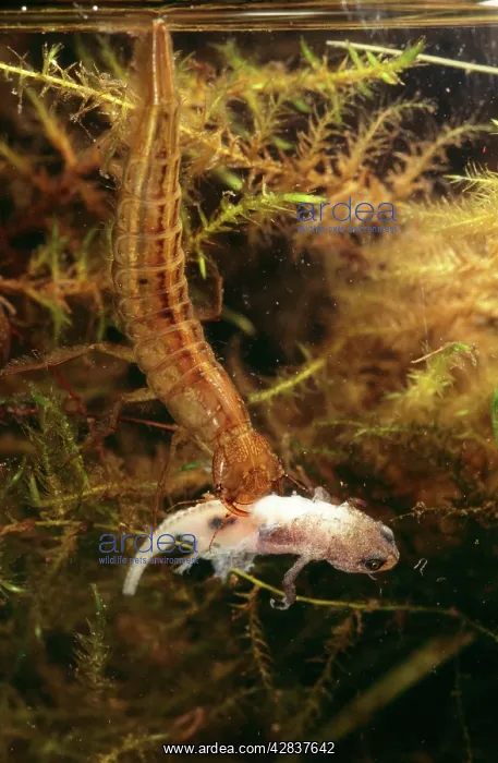 : Great Diving Beetle - Larvae eating newt : Great Diving Beetle - Larvae eating newt