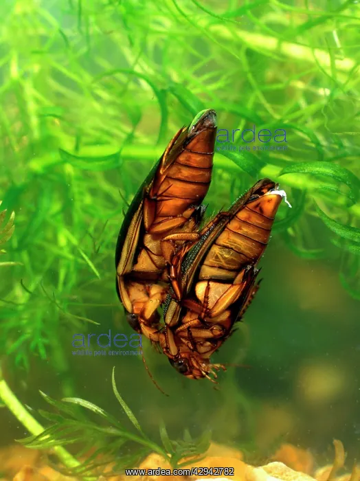  : Great diving beetle mated pair swimming underwaterdiving