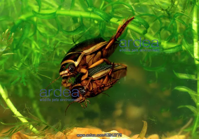 : Great diving beetle - mated pair swimming underwatermating